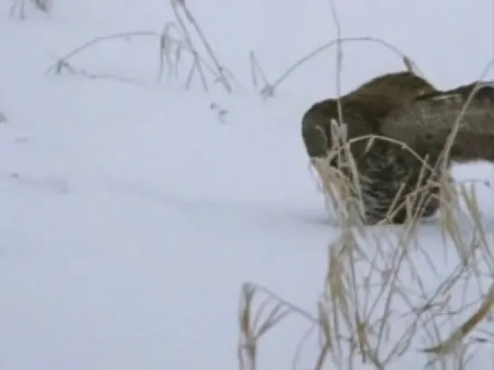 National Geographic. Совы. Ночные охотники / Owls: Silent Hunters (2007)