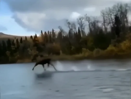 Лось бежит по воде аки по суху