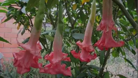 Brugmansia Бругмансия