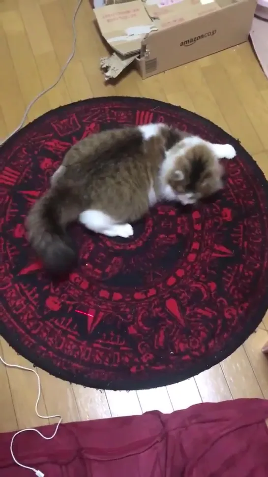 [Other] BABYMETAL - Circle pit for cat