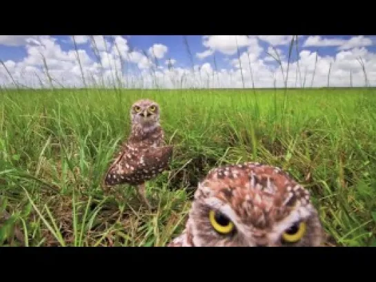 The Secret Life of Burrowing Owls (Кроличий сыч)