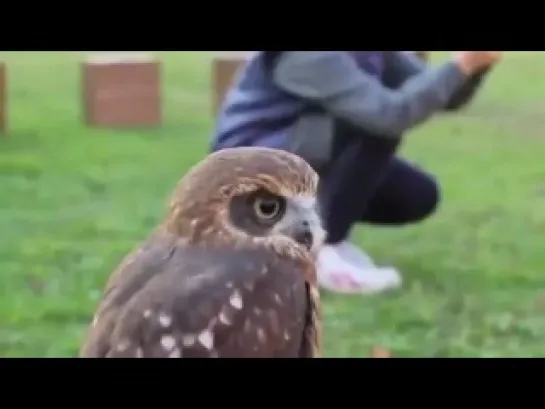 Lovely Owl. Совы и совята. Совенка гладят. Милашки)))