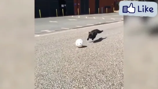 dog and ball