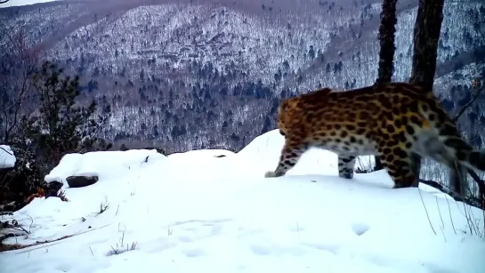 «Песня» самого редкого леопарда попала на видео