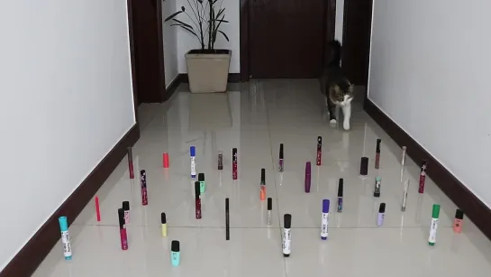 Obstacle Challenge: CAT vs DOG