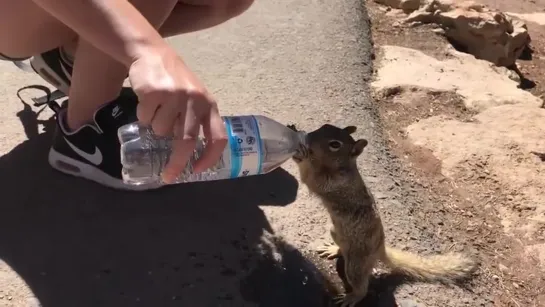 Жаждущая белка пьет воду из бутылки в Гранд-Каньоне