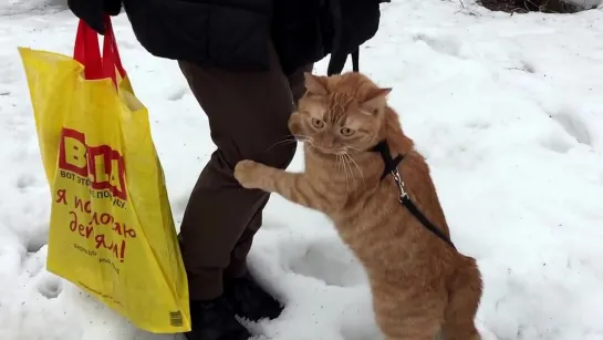 Кот в ахуе (впервые увидел снег)