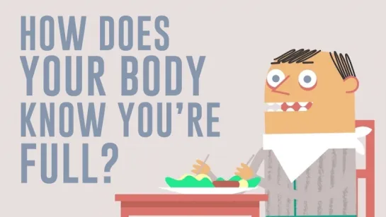 How does your body know youre full? - Hilary Coller