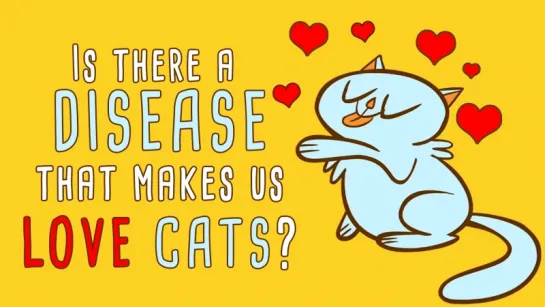 Is there a disease that makes us love cats? - Jaap de Roode