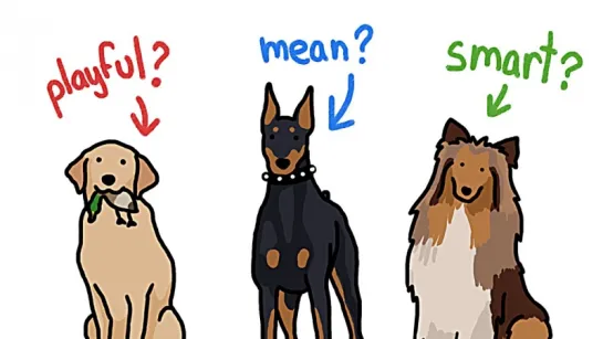 How Different Are Different Types of Dogs?