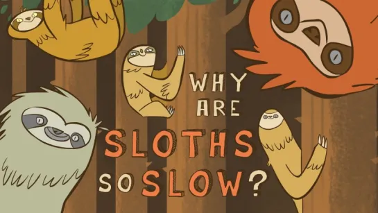 Why are sloths so slow?