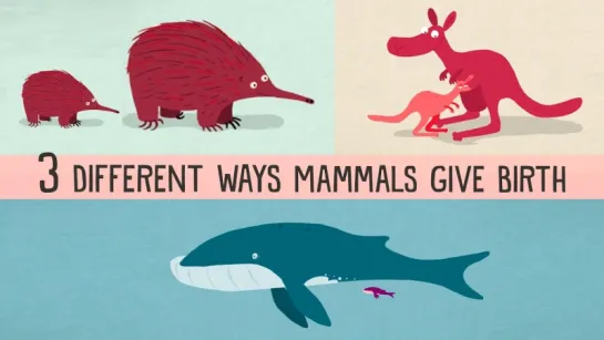 The three different ways mammals give birth