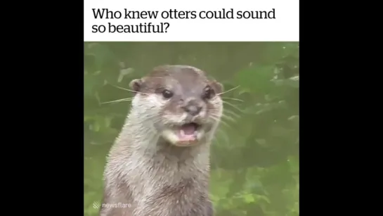 otters