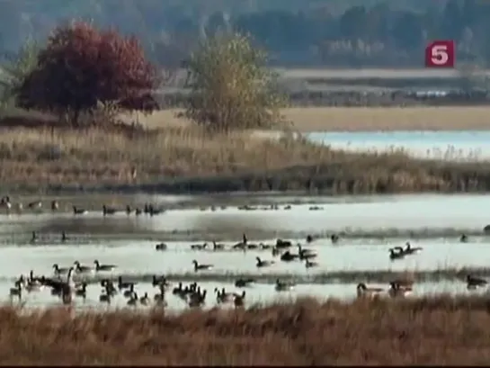 Путь домой (BBC: Natural World)