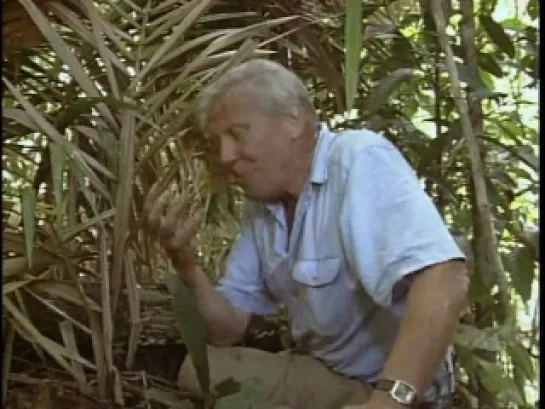 Аттенборо в раю: Райские птицы/ BBC: Attenborough in Paradise  (1996)