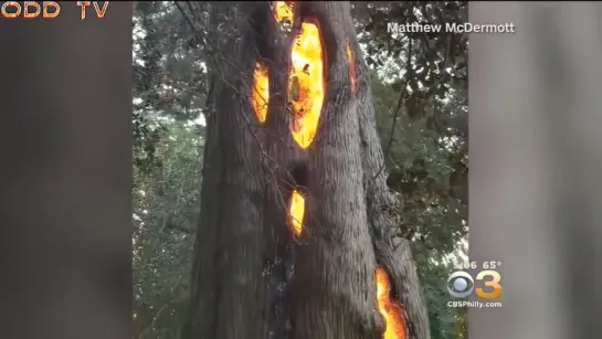 INCREÍBLES IMÁGENES Anomalías En Los Incendios Forestales 2017