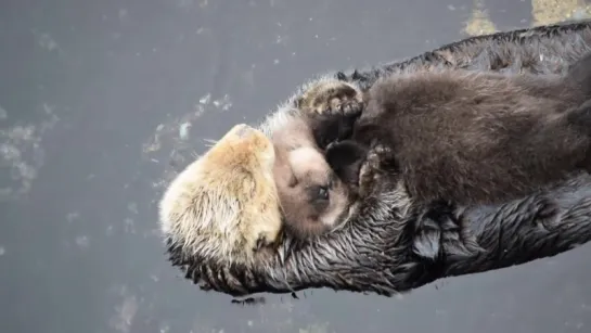 ❥♡ Nutria de mar, de un día de edad, tratando de dormir sobre su mamá