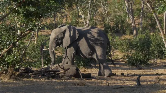 Цвет Южной Африки (3 серии из 3) / Southern Africa / 2016 / 1. В поисках воды / The Quest For Water