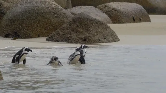 Цвет Южной Африки (3 серии из 3) / Southern Africa / 2016 / 3. Дикие берега / Wild Coasts