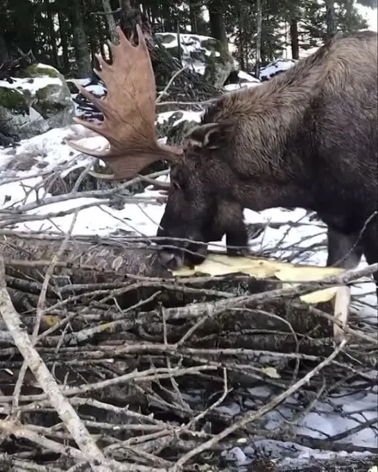 Столовая открыта..