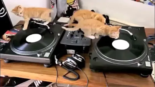 DJ