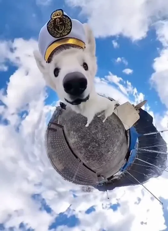 Смешной собакен на камеру 360. Пёс стащил включенную камеру GoPro и заснял себя ..