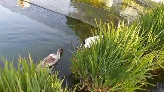 patos en el parque bicentenario