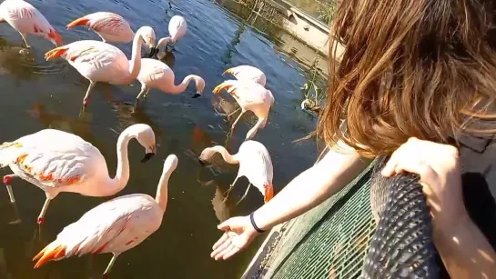 flamencos, parque bicentenario