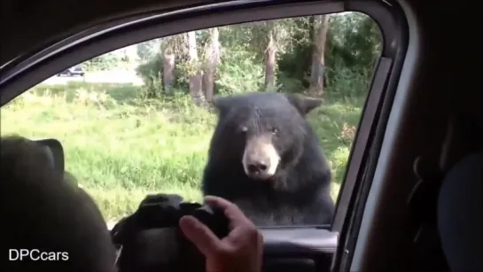 Bear opens car door full of passengers