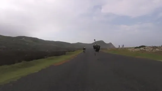 Cyclists chased by an ostrich. The funniest thing youll see today