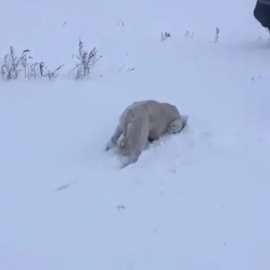 Нашли зайчика..