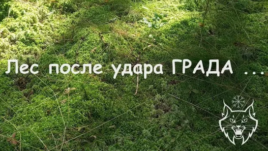 Лес после удара ГРАДА