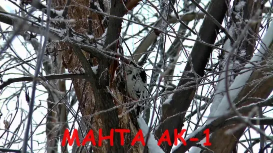 МАНТА АК-1