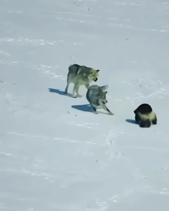 Не стоило им связываться!