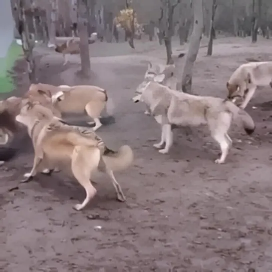 Видео от Живая планета