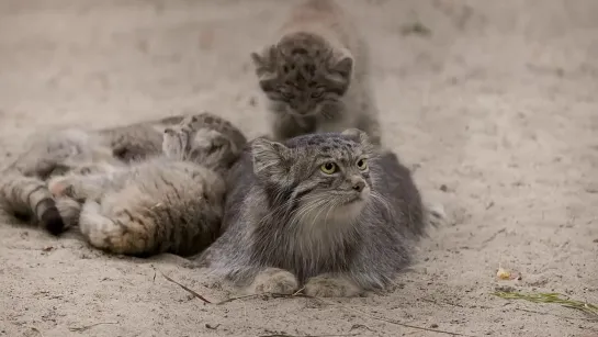 Pallas's cat Mia_ it's so hard to be a mom!.mp4