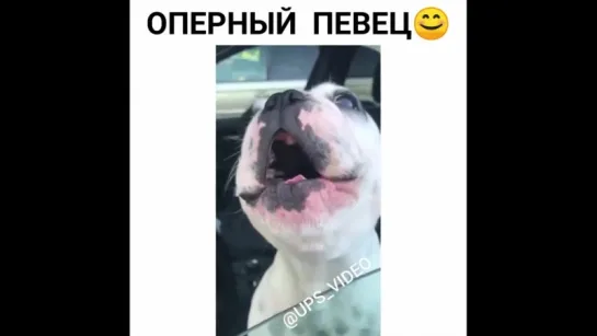 Опрный певец!