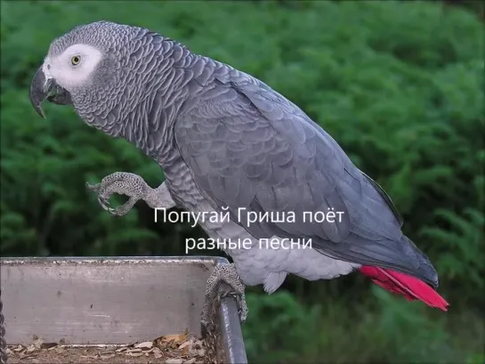 Попугай жако Гриша поёт разные песни(Катрич)