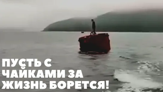 Пусть с чайками за жизнь борется!