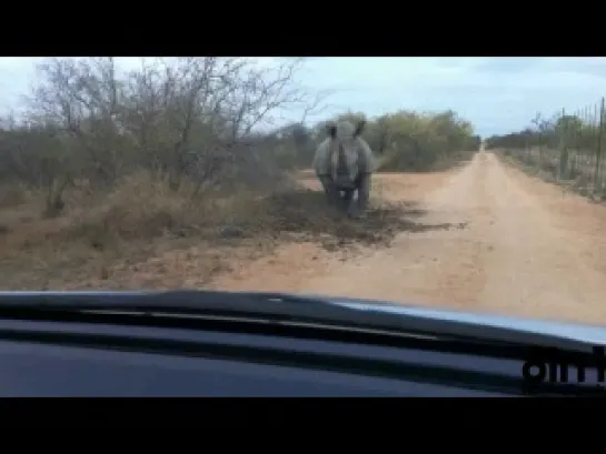 Носорог атакует машину во время сафари, Африка /  Rhino Charges and Attacks A Car (african safari)