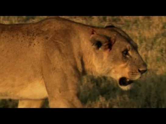 Последние львы / The Last Lions (2011)[National Geographic]