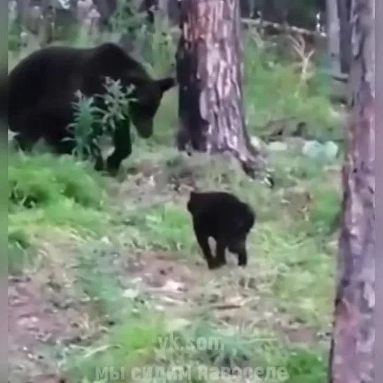 Этого кота боялись даже медведи