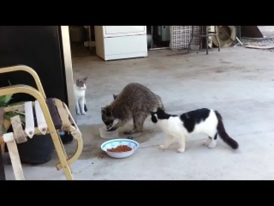 Raccoon eating cats' food