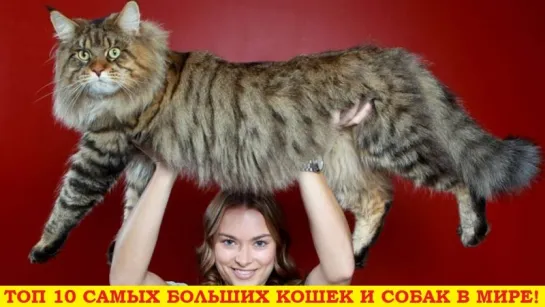 ТОП 10 самых больших кошек и собак!