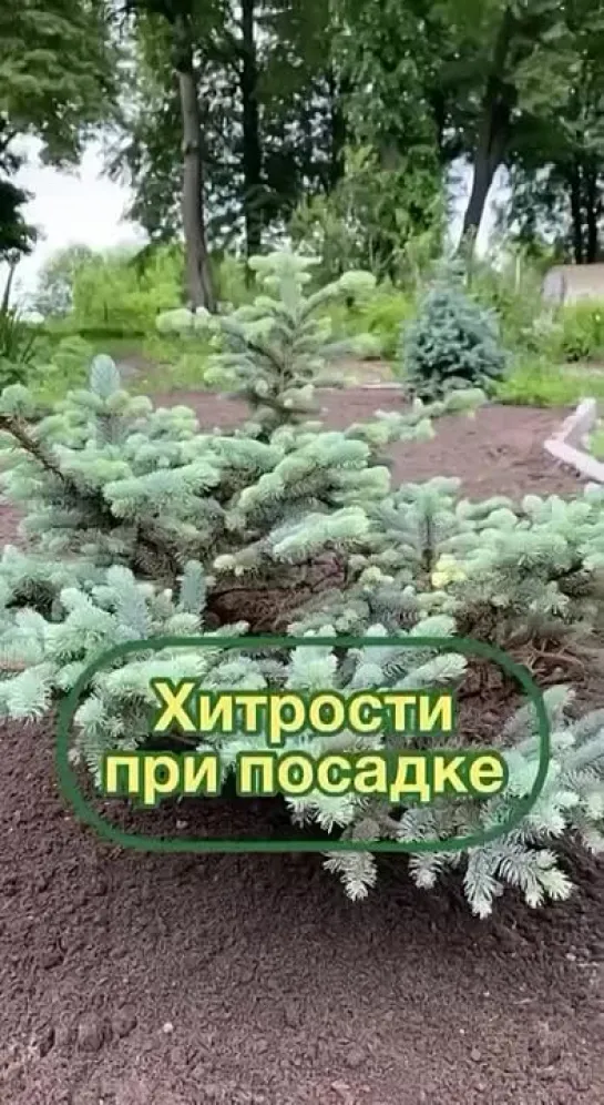 Видео от САДОВОДЫ И ОГОРОДНИКИ -_- СОВЕТЫ