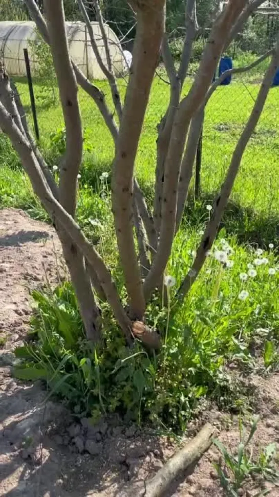 Видео от САДОВОДЫ И ОГОРОДНИКИ -_- СОВЕТЫ