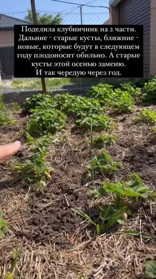 Видео от САДОВОДЫ И ОГОРОДНИКИ -_- СОВЕТЫ