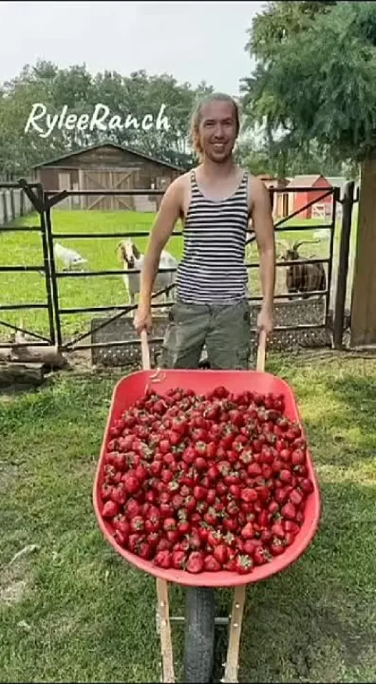 Видео от САДОВОДЫ И ОГОРОДНИКИ -_- СОВЕТЫ