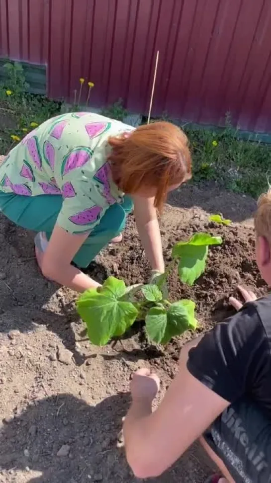 Видео от САДОВОДЫ И ОГОРОДНИКИ -_- СОВЕТЫ