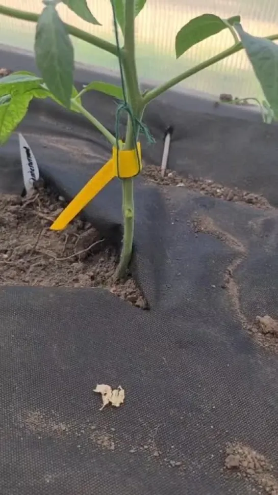 ПОДВЯЗКА ТОМАТОВ🌿
Использую шпагат и старые электрод